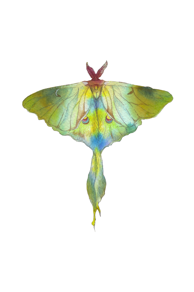 Luna Moth Back Hoodie